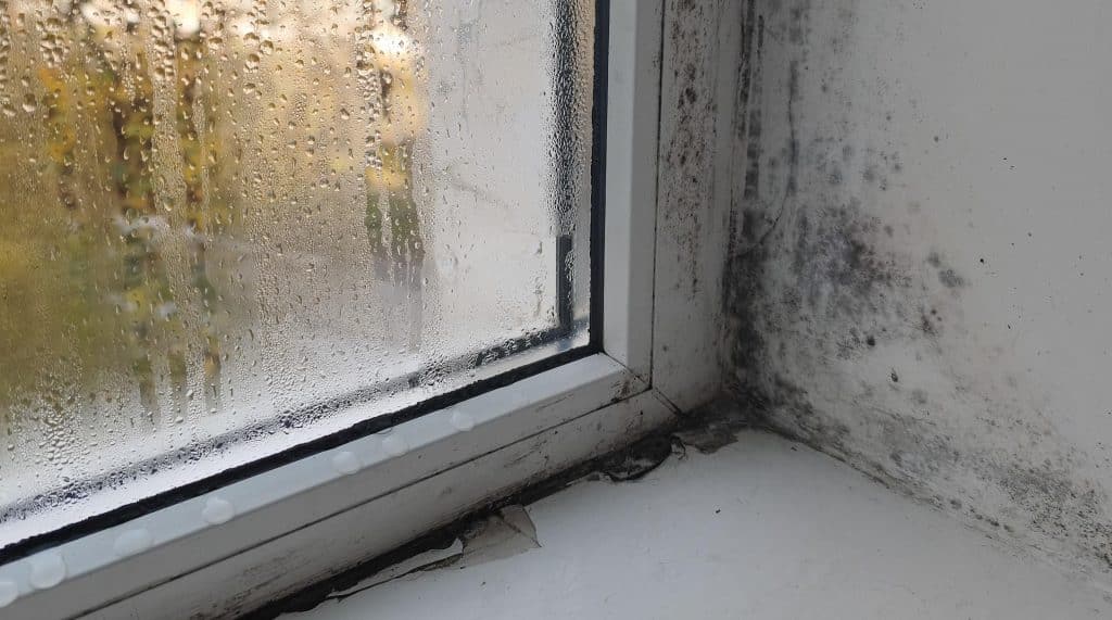 Preventing Mould in Rental Properties