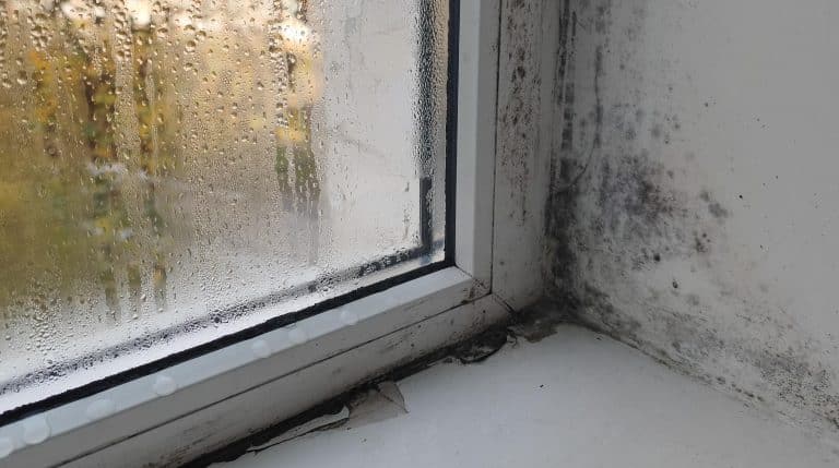 Preventing Mould in Rental Properties